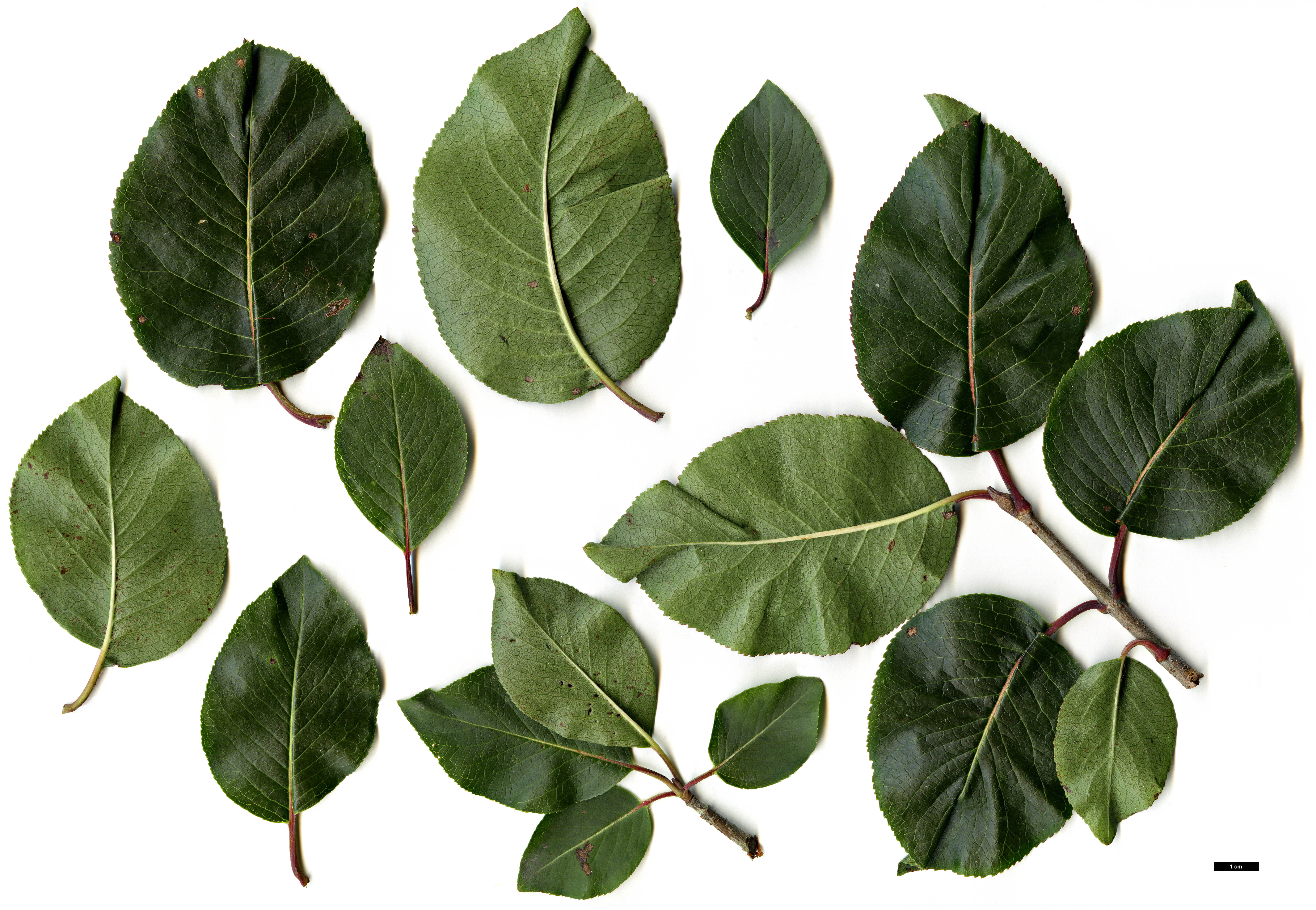 High resolution image: Family: Adoxaceae - Genus: Viburnum - Taxon: prunifolium - SpeciesSub: 'Mrs Henry Large'